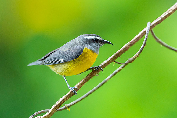 Bananaquit