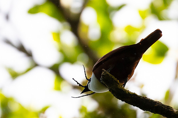Three-wattled Bellbird
