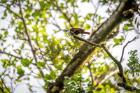Three-wattled Bellbird
