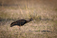 Green Ibis