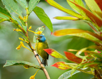 Moss-backed Tanager