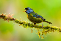 Moss-backed Tanager