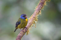 Moss-backed Tanager