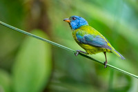 Moss-backed Tanager