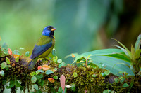 Moss-backed Tanager