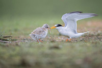 Little Tern / Rybitwa białoczelna