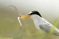 Little Tern / Rybitwa białoczelna