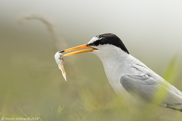 Little Tern / Rybitwa białoczelna