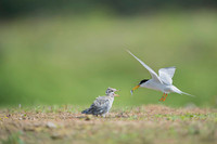 Little Tern / Rybitwa białoczelna