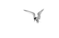 Little Tern / Rybitwa białoczelna
