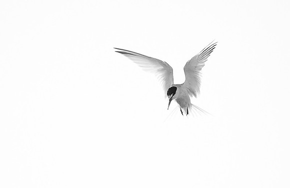 Little Tern / Rybitwa białoczelna