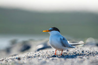 Little Tern / Rybitwa białoczelna