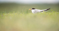 Little Tern / Rybitwa białoczelna