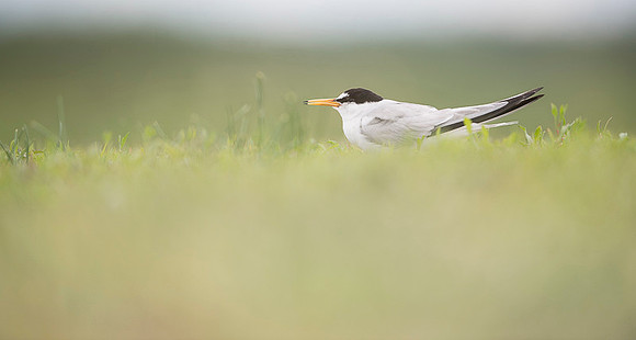 Little Tern / Rybitwa białoczelna