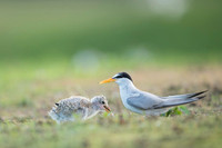 Little Tern / Rybitwa białoczelna