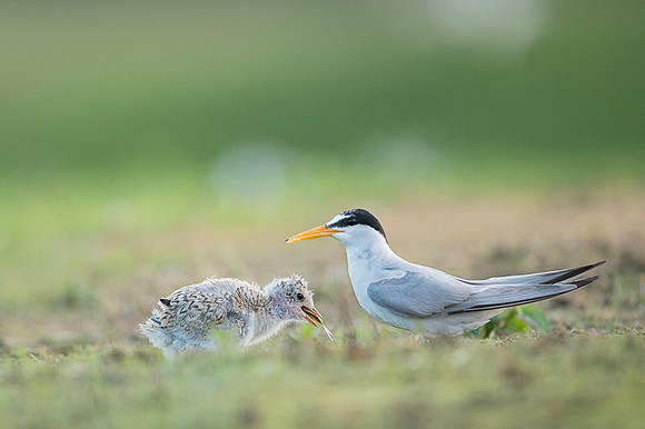Little Tern / Rybitwa białoczelna