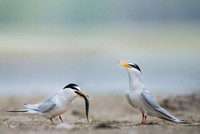 Little Tern / Rybitwa białoczelna
