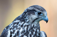 Saker falcon / Sokół raróg