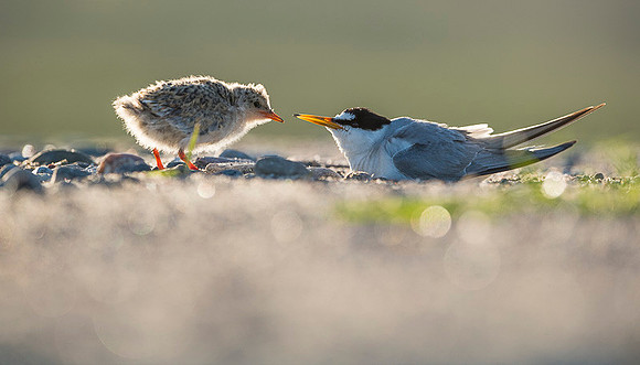 Little Tern / Rybitwa białoczelna
