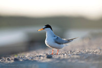 Little Tern / Rybitwa białoczelna