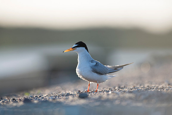 Little Tern / Rybitwa białoczelna