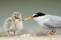 Little Tern / Rybitwa białoczelna
