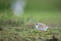 Little Tern / Rybitwa białoczelna