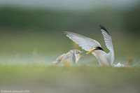 Little Tern / Rybitwa białoczelna