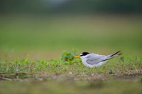 Little Tern / Rybitwa białoczelna