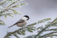 Willow Tit / Sikora uboga