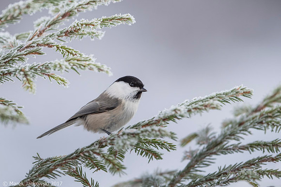 Willow Tit / Sikora uboga
