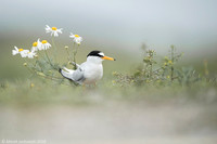 Little Tern / Rybitwa białoczelna