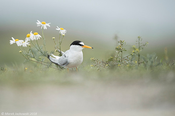 Little Tern / Rybitwa białoczelna
