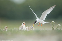 Little Tern / Rybitwa białoczelna