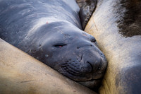 Elephant seal