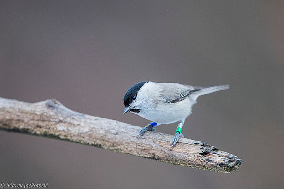Willow Tit / Sikora uboga