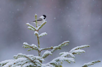 Willow Tit / Sikora uboga