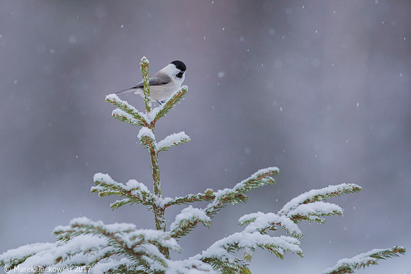 Willow Tit / Sikora uboga