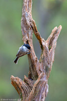 Willow Tit / Sikora uboga