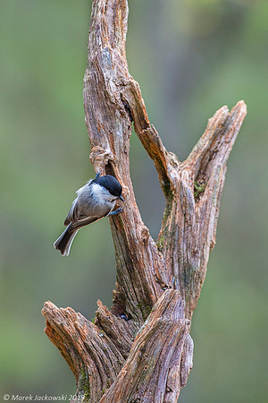 Willow Tit / Sikora uboga