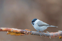 Willow Tit / Sikora uboga