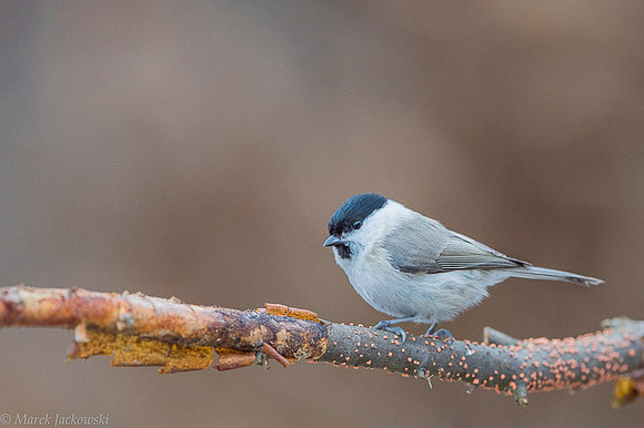 Willow Tit / Sikora uboga