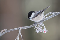 Willow Tit / Sikora uboga