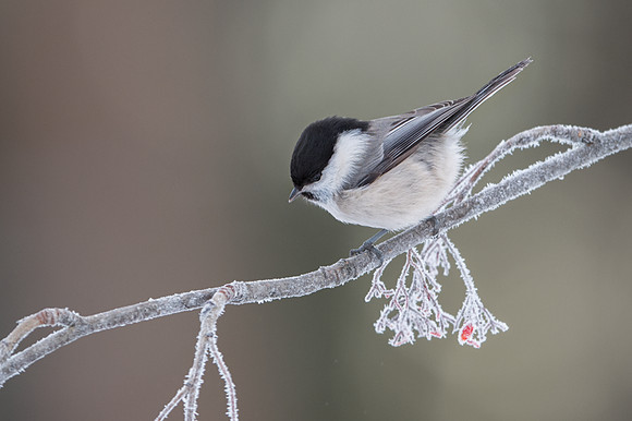 Willow Tit / Sikora uboga