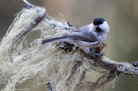 Willow Tit / Sikora uboga