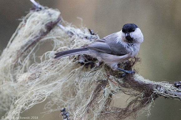 Willow Tit / Sikora uboga
