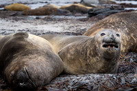 Elephant seal
