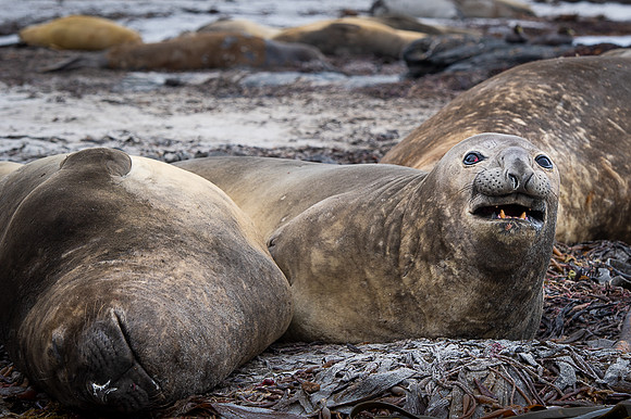 Elephant seal