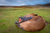 Elephant seal
