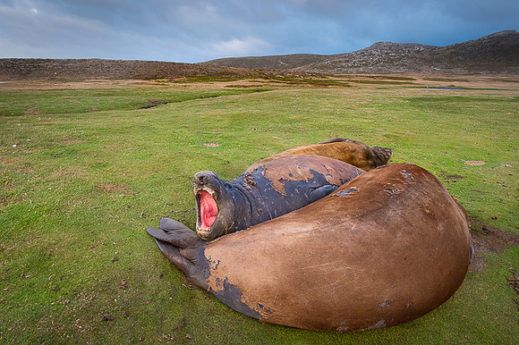 Elephant seal